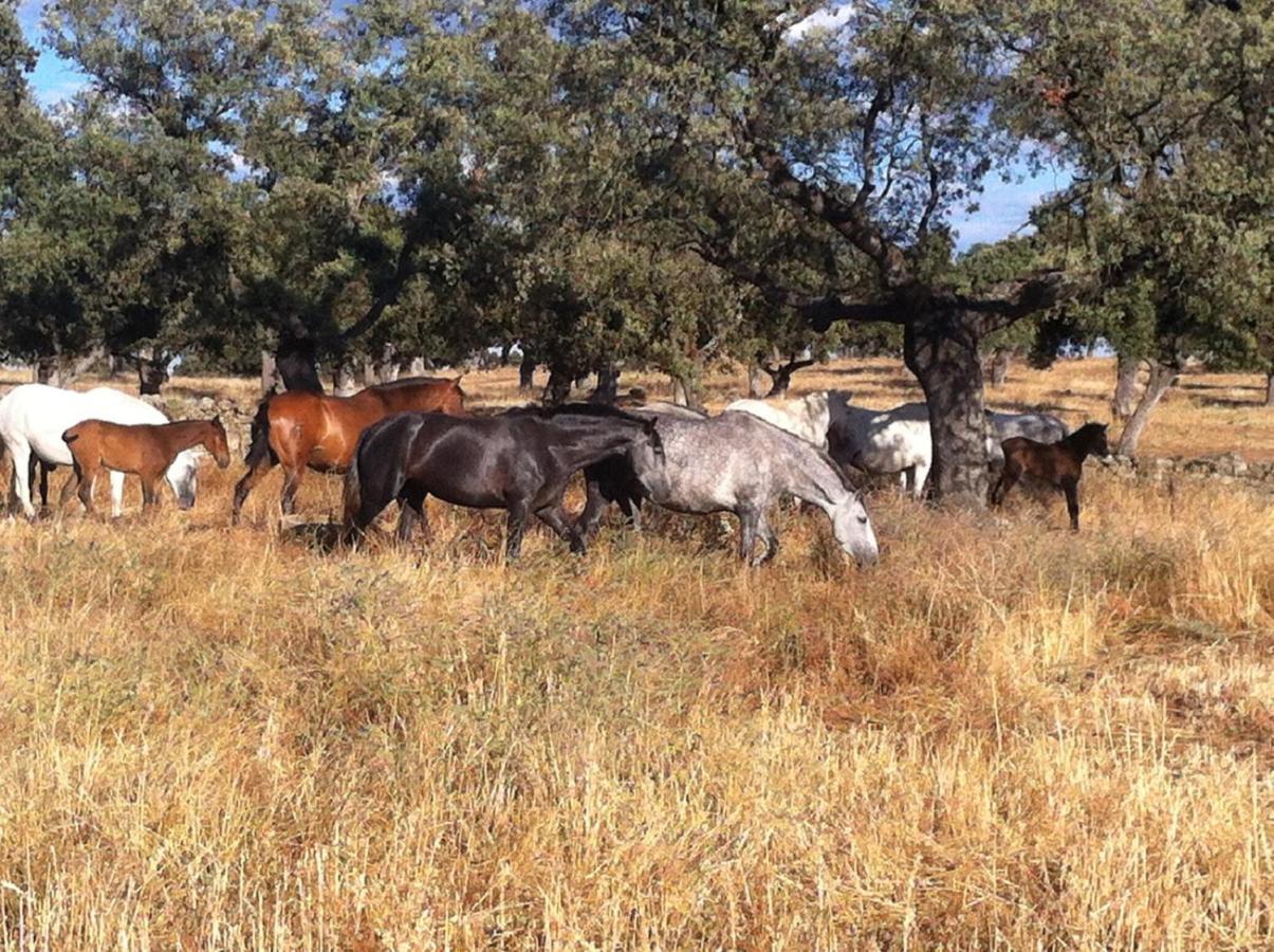 הוילה פוזובלאנקו Cortijo Charcollana מראה חיצוני תמונה